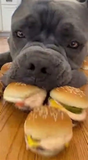 Cane Corso vs Human Burger Challenge 😳 Crunchy Dog ASMR #DogASMR #CaneCorso #FoodChallenge #Shorts