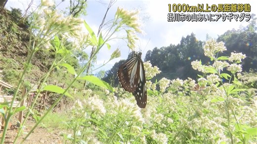 「西山桜の郷」にアサギマダラが飛来　人気スポットに　静岡・掛川市 - LOOK 静岡朝日テレビ