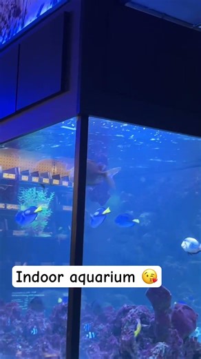 Biggest Saltwater aquarium you’ve ever seen #diy #aquarium