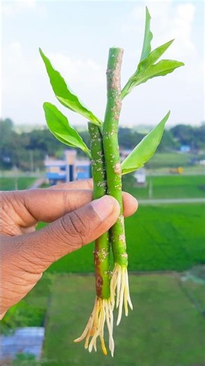 Growing devil's backbone plant at home from stem | Tips & tricks in this video #reels #highlights