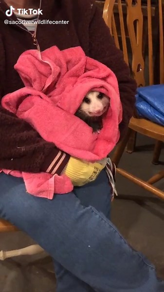 Understanding Opossum Behavior: Cuties That Scare