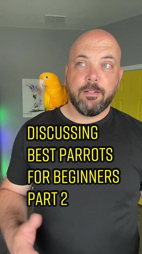 Best Parrots for Beginners: Recommended Species