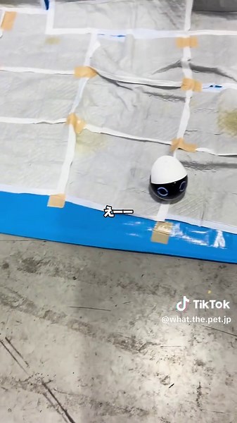 これは流石に僕でも引きました#ロボとーちゃん #一人暮らし #whatthepet #ロボット #Enabot #Ebo #見守りカメラ #rolamini #ペットカメラ #EBO