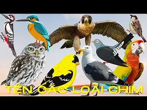 Tên Các Loài Chim Phổ Biến Nhất – Chim Đại Bàng, Chim Công, Cú Mèo, Vẹt...