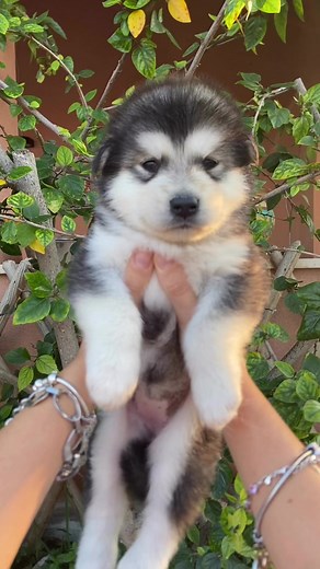 3.9K views · 148 reactions | PRINCESS | Labrador's Island | Facebook