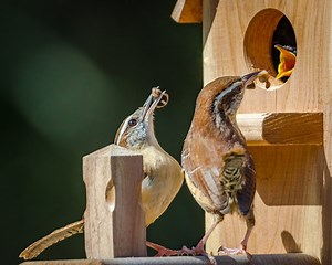 The Best Dad Birds and How They Help out Around the Nest