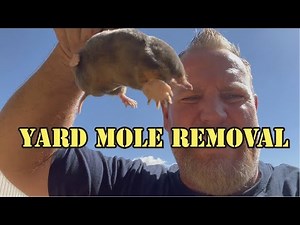 Getting rid of yard moles!