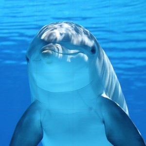 Dolphin Ceramic Tile Mural: Ocean Life Mosaic Panel - Etsy