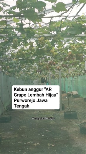 Kebun anggur "AR Grape Lembah Hijau" Purworejo, Jawa Tengah #garden #anggurimport #agrowisata #argrape #argrapelembahhijau #anggur #fyp #kismis #reel #fbpro #pengikut #mediatanam | AR Grape