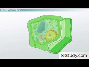 Photolysis and the Light Reactions Definitions, Steps, Reactants & Products Video & Lesson Transc