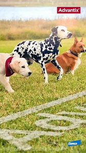 Con Advantix, tu perro ganará la carrera a los parásitos. 🏁 Elimina pulgas, garrapatas y piojos masticadores y además repele garrapatas, moscas de los establos, mosquitos, flebotomos, y reduce el riesgo de leishmaniosis. Siempre listos, siempre protegidos. 🐶 | Advantix España