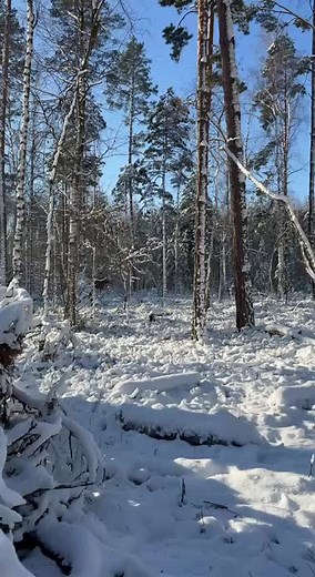 Serene Winter Forest Scene with Snow-Covered Trees