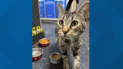 Meet Lucy, the bodega cat brightening a west Toledo corner store