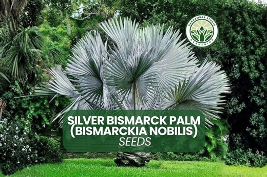 Bismarck Palm: Silver-blue Tropical Fan (3 Seeds)) - Etsy