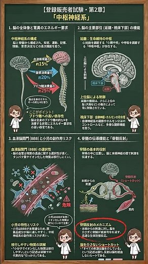 登録販売者試験 第2章「中枢神経系」〜脳のエネルギー消費・延髄の役割〜 ＃登録販売者試験 #登録販売者 #第2章 #中枢神経系 ＃独学 #勉強法 #聞き流し