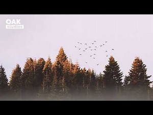 [No Copyright Music] Woods - Acoustic Folk | Background Music