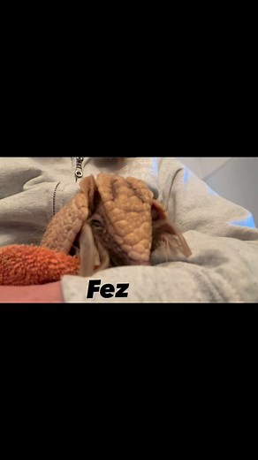 82 reactions · 3 comments | Just a cute three-banded armadillo making cute armadillo sounds 殺 #armadillo #threebandedarmadillo #fez #armadillolove #armadillos #wildlifeeducation | Big Run Wolf Ranch | Facebook