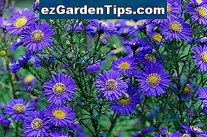 Types de phlox 🌱 Conseils Jardiniers - Fr.ezGardenTips.com