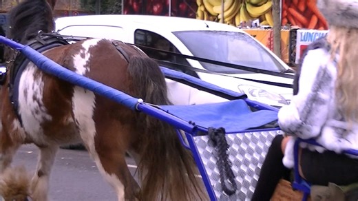 At the start of the London Christmas Drive, 6th December 2025, 11.50 am, I was waiting to get on Sam's cart. #londonchristmashorsedrive #gypsycob #romany | Romany Heritage