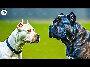 Only These 6 Dogs that Can Defeat a Cane Corso in Fight
