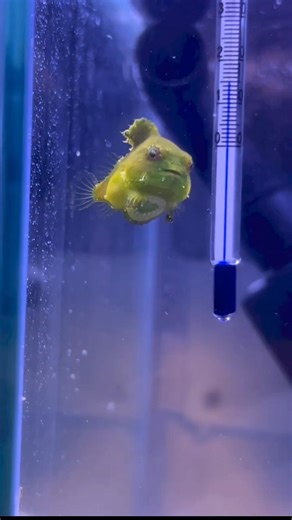Lumpfish 🐟 | Cute Fish That Sticks Like a Magnet