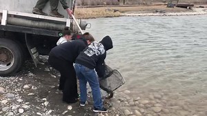 Becker Pond in Ryder Park was stocked today with some nice big rainbow trout! Fish were donated by the Clear Springs Hatchery, and stocked by IDFG. Grab some kids and go enjoy these great fish! Remember your fishing license, and if you choose to harvest, also remember the limit is two fish. Enjoy! | Idaho Fish and Game Upper Snake