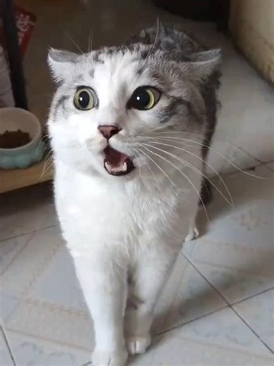 বিড়ালের দোয়া - বদদোয়া কবুল হয় 😳 #youtubeshorts #ytshorts #islamic #shortsfeed #shorts