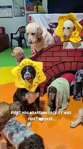 Dog Christmas Nativity 2025 by Cotton's Crèche! #christmas #dogdaycare #nativity #dogs #funny #fyp
