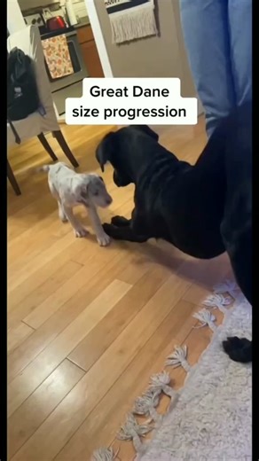 Great Dane on TikTok