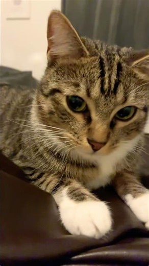 Popipopipo popipo #catshorts #popipo Pamuk