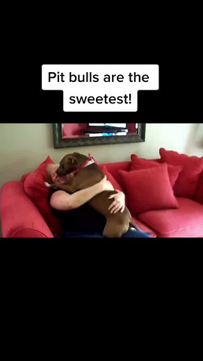 Heartwarming Moment with an Adorable Pittie - Puppy Love at Its Best!