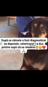 245K views · 16K reactions | După ce câinele a fost diagnosticat cu depresie, veterinarul l-a dus printre copii să se vindece珞❤️ | Anastasia | Facebook