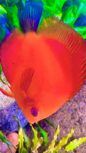 Beautiful Discus Fish