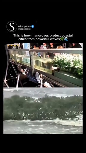 @sci.xplore | Mangroves protect coastal cities by acting as natural barriers against powerful waves and storms. Their complex root systems:🌊 Slow down... | Instagram