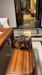 1.4M views · 62K reactions | "Hey, let's play a new game I invented!" Brought to you by Nutrition Strength: keeping your pets healthy and happy. | Dash Of Folly | Facebook