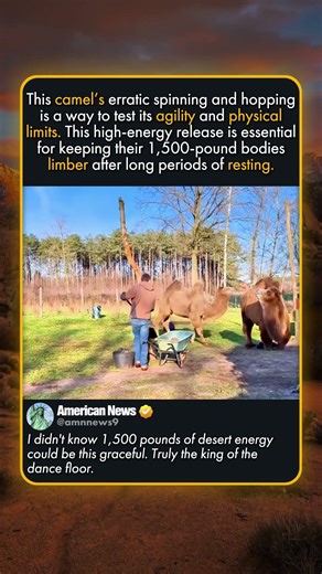 CAMEL HAS THE ZOOMIES