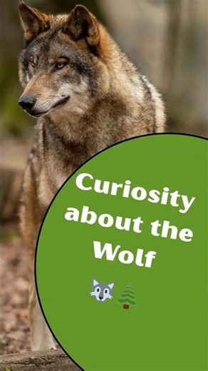 Do wolves really howl at the moon? 🌕🐺 #animalfacts #wolf #facts