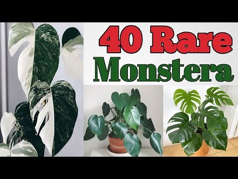 40 Monstera plant Varieties with Names | Monstera Plant Species | Plant and Planting