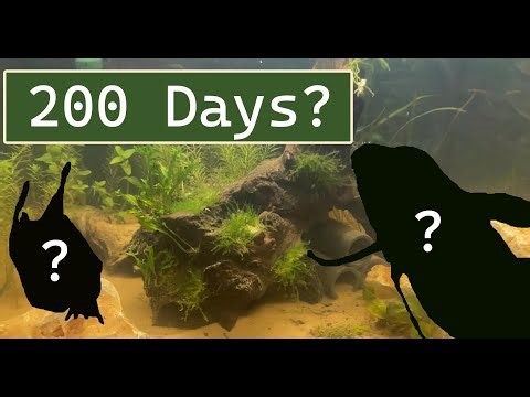 What Happened in 200 Days Building Our Largest Aquarium Yet?