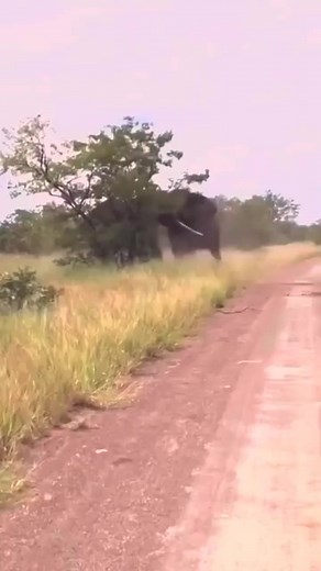 Sok Kheng on Reels