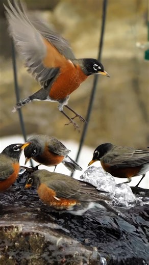 Flock of Robins gathering to drink water Wincent 4EMRI #bird #nature #wildlife | HAWI Studios