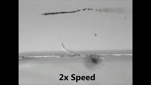 Microbots can clean up polluted water