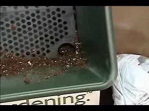 WNEP 16: Home & Backyard