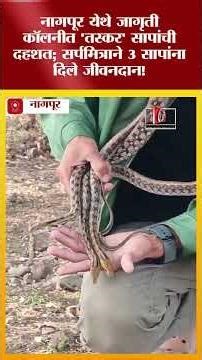 नागपूर येथे जागृती कॉलनीत 'तस्कर' सापांची दहशत; सर्पमित्राने ३ सापांना दिले जीवनदान!#citynews_nagpur