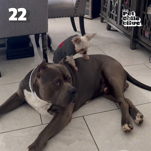 Who needs a good laugh? 🙋The funniest pets of the week have got you covered! 🤣🐶 | The Pet Collective