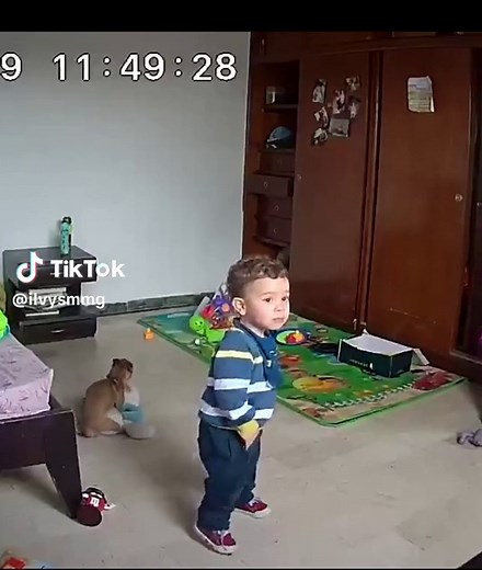 Fun Moments with Dogs on TikTok