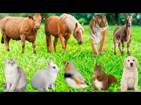 Cute Animal Sounds: Cat, Dog, Cow, Monkey, Parrot, Sheep, Elephant, Rabbit, Horse...