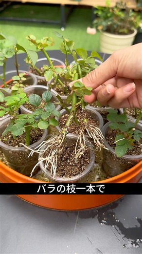 バラの枝が30日後に根だらけになります