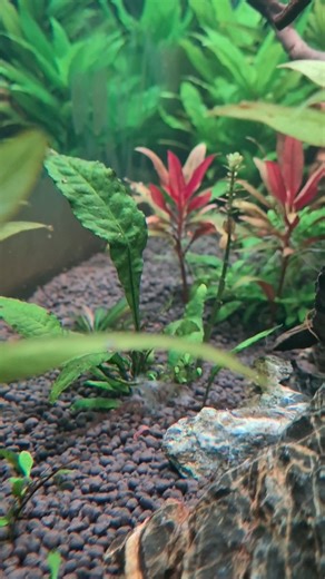 Java fern to many baby plant grow #aquarium #aquascapegallery #plants #trending #viral #reels