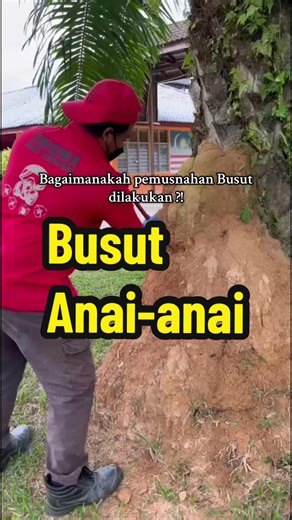 Kawasan rumah anda ada busut anai-anai??? Tak larat nk musnahkan sendiri, atau tak tahu teknik betul untuk cari Queen anai-anai?? Kami akan sembur busut itu dengan racunn yg terbaik. Hubungi Eniqma Pest Control untuk konsultasi dan sebut harga PERCUMA! #fyp #busut #anaianai #pestcontrol #termite